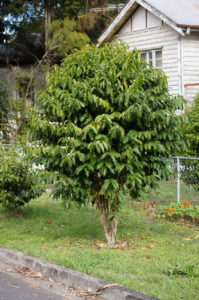 mature coffee tree