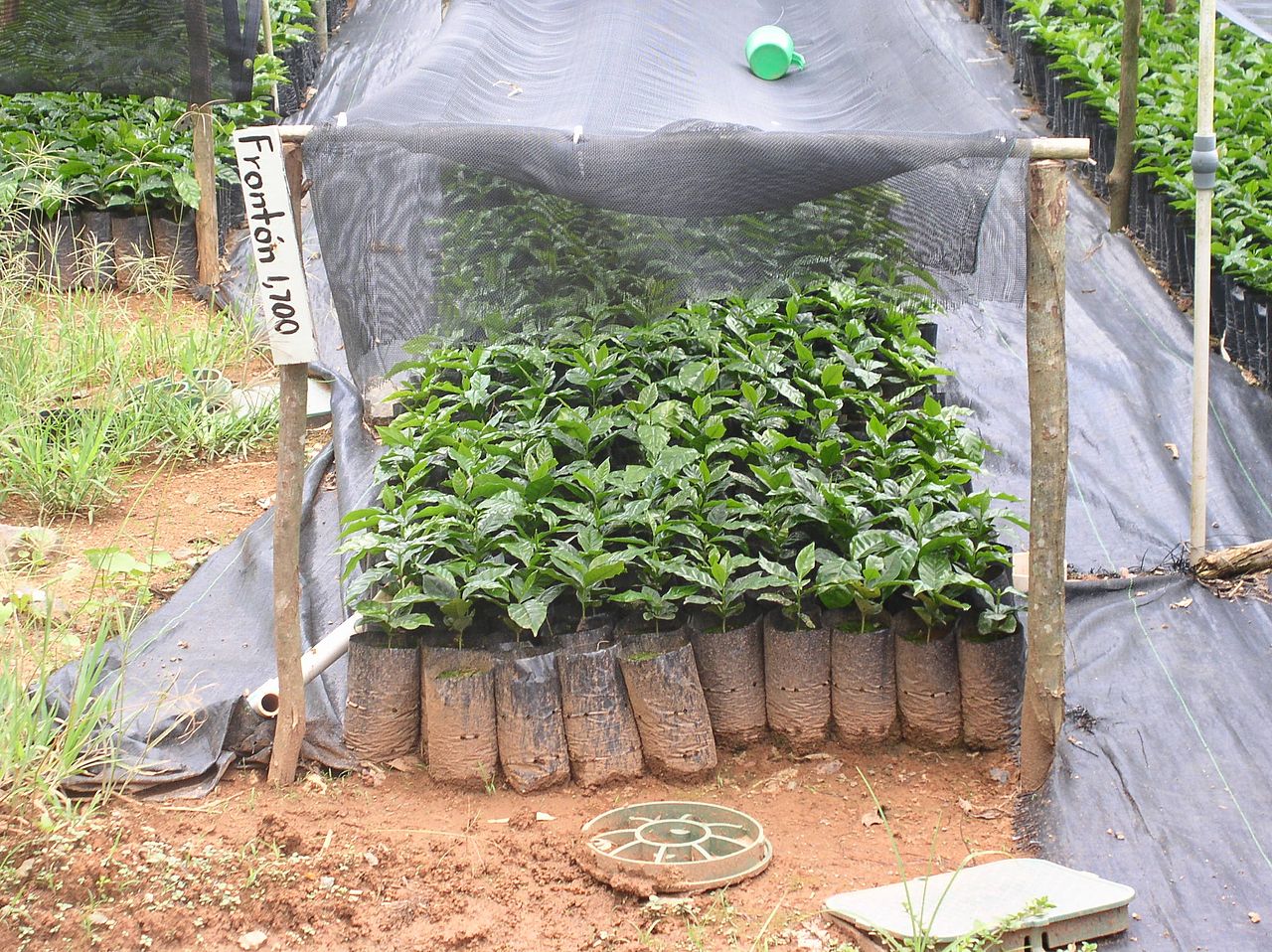 Coffee Seedlings What To Expect And How To Start Them Better Coffee