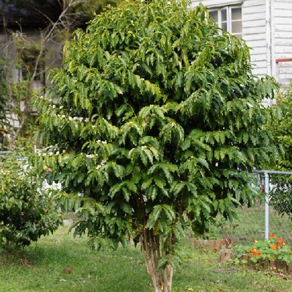 Mature coffee tree