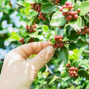 picking coffee beans