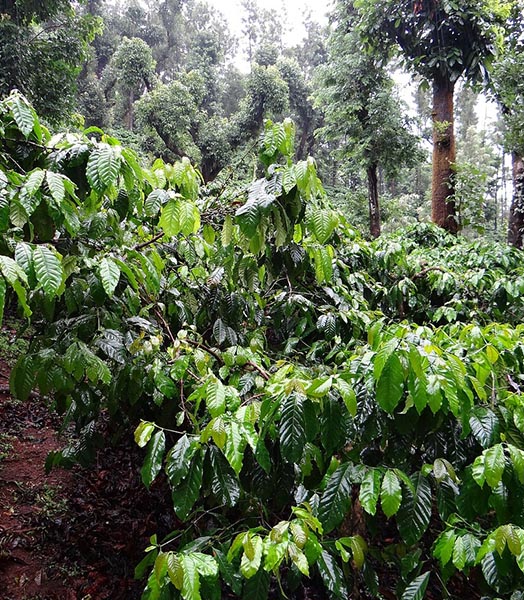 Coffee growing in a perfect environment