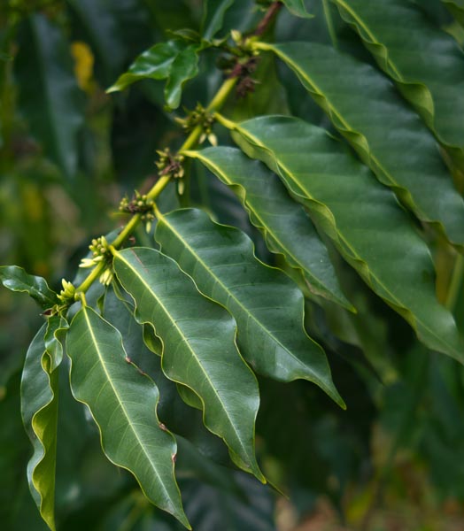 How to grow coffee - A coffee tree with droopy leaves in
