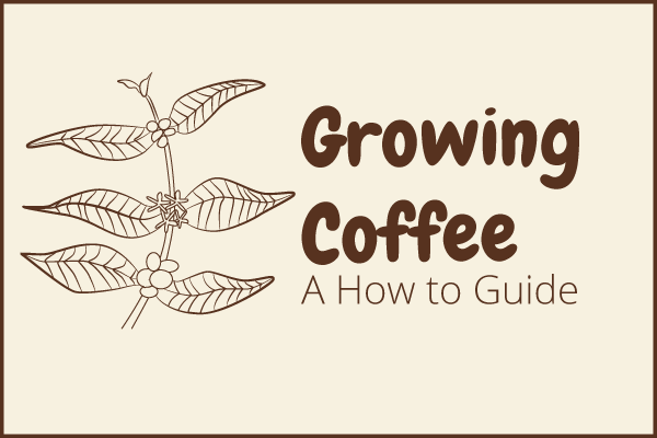 how to grow coffee