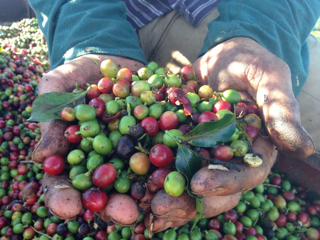 coffee harvest