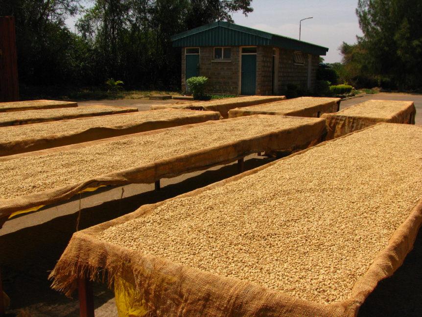 coffee drying on tables