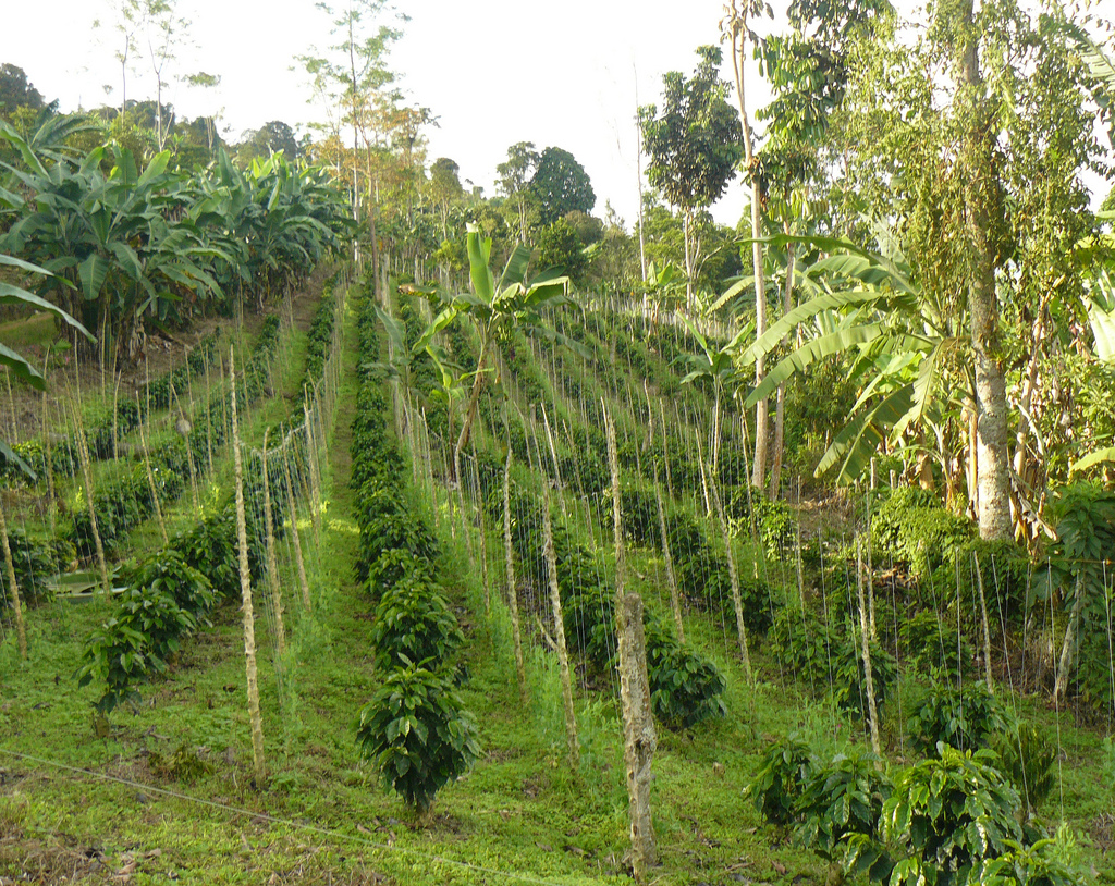 How Many Pounds Does a Coffee Tree Produce 