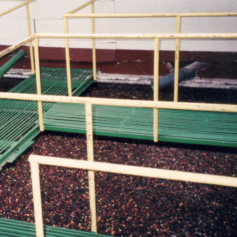 coffee processing in vats
