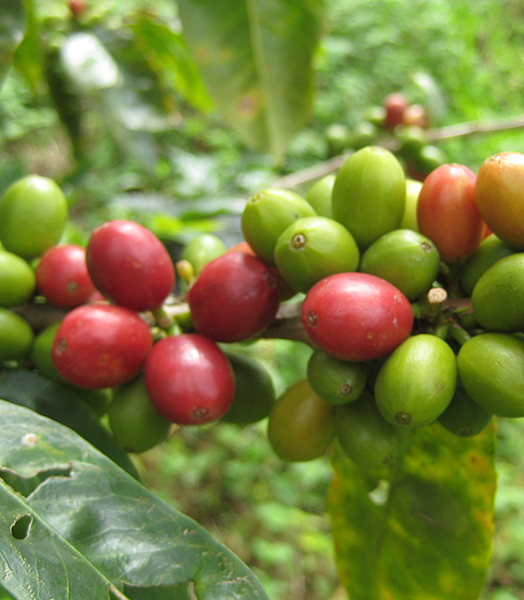 TIL the coffee bean is actually just the pit of a bright red fruit