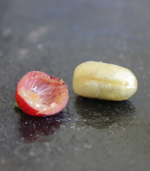 a coffee bean taken out of its skin. You can clearly see the pulp layer inside the skin and the shiny parchment surrounding the beans.